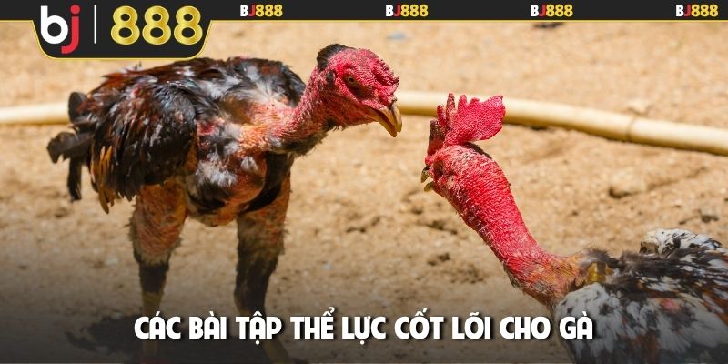 Các bài tập thể lực cốt lõi cho gà